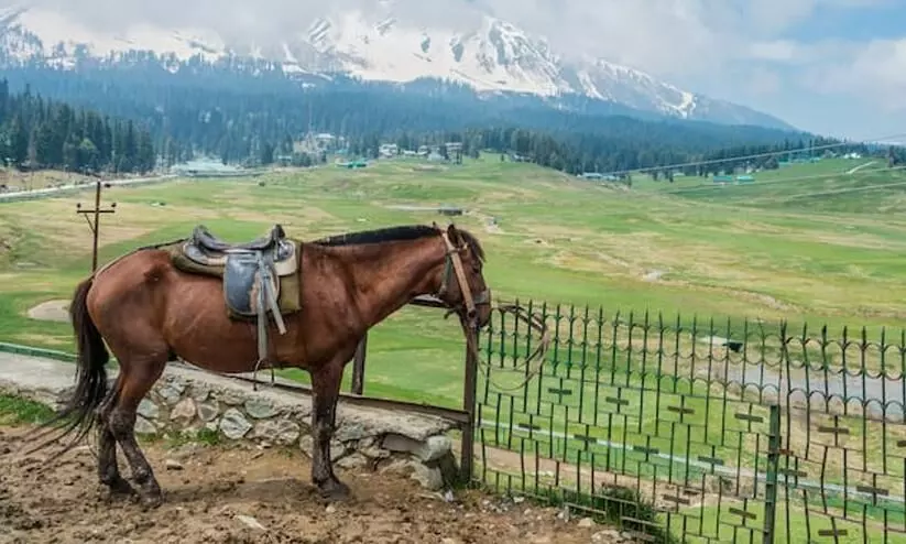 Sonmarg horses are idle, their owners jobless and ‘in huge debt’ Sonmarg horses are idle, their owners jobless and ‘in huge debt’