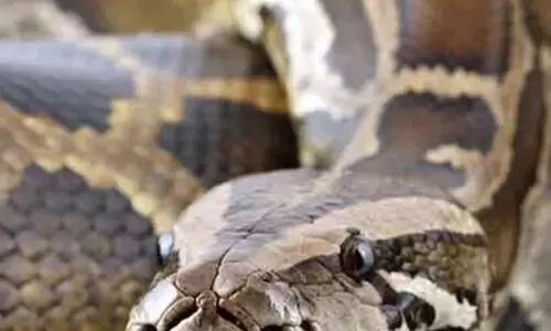 വീട്ടുവളപ്പി​ൽ നിന്ന്​ നാല് കോഴികളെയും ഒരു പൂച്ചയെയും അകത്താക്കിയ വമ്പൻ പിടിയിലായി