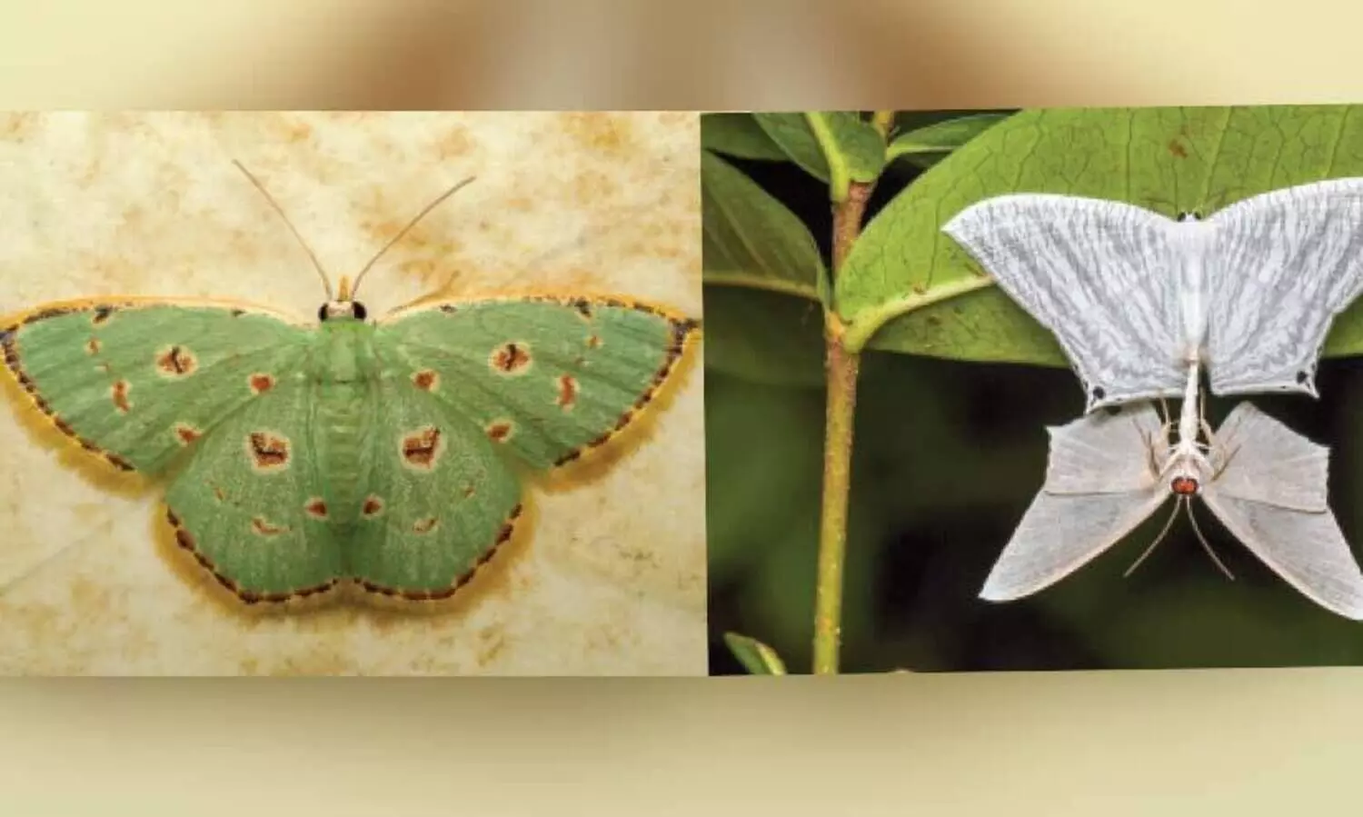 നിശാശലഭങ്ങളെ അറിയാം, ഇവിടെ വരൂ...