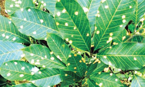 കോട്ടയം, ഇടുക്കി ജില്ലകളിലെ റബർ തോട്ടങ്ങളിൽ ഇലപ്പൊട്ടുരോഗം വ്യാപകം