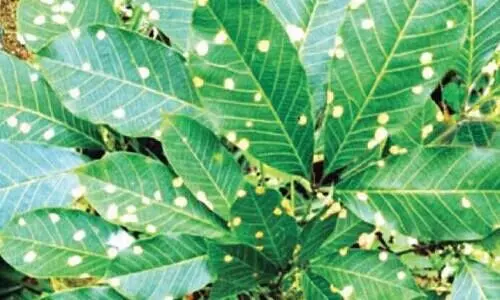 കോട്ടയം, ഇടുക്കി ജില്ലകളിലെ റബർ തോട്ടങ്ങളിൽ ഇലപ്പൊട്ടുരോഗം വ്യാപകം കോട്ടയം, ഇടുക്കി ജില്ലകളിലെ റബർ തോട്ടങ്ങളിൽ ഇലപ്പൊട്ടുരോഗം വ്യാപകം