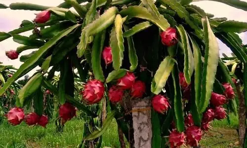 Dragon Fruit