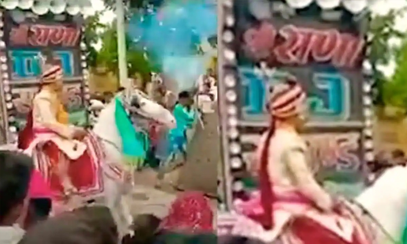 വിവാഹത്തിനിടെ പടക്കം പൊട്ടിച്ചു; വരനുമായി കുതിര ഓടിയകന്നു -VIDEO വിവാഹത്തിനിടെ പടക്കം പൊട്ടിച്ചു; വരനുമായി കുതിര ഓടിയകന്നു -VIDEO