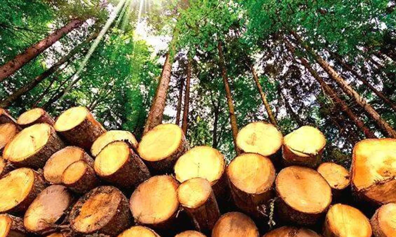 14 കോടിയിലധികം രൂപയുടെ മരം മുറിച്ചുകടത്തിയെന്ന്​ സർക്കാർ