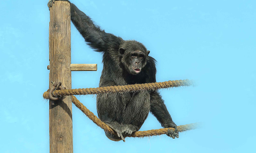 ചിമ്പാൻസികളുടെ സംരക്ഷണമൊരുക്കി മൃഗശാല