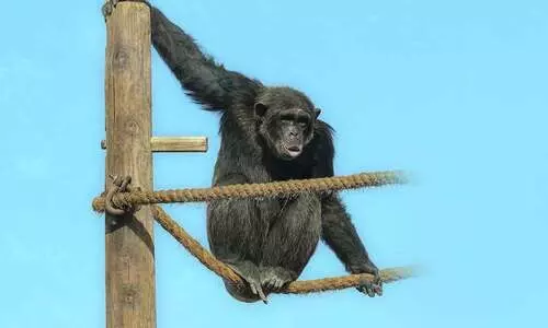 ചിമ്പാൻസികളുടെ സംരക്ഷണമൊരുക്കി മൃഗശാല