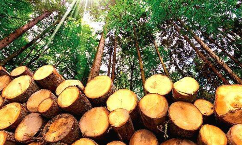 മരംമുറി: പ​​ഞ്ച് ഡ​​യ​​ലോ​​ഗ്​ മാ​​ത്ര​​മ​​ല്ല, പ​​ഞ്ച് ന​​ട​​പ​​ടി​​ക​​ളു​​മു​​ണ്ടാ​​കു​​മെ​​ന്ന് റ​​വ​​ന്യൂ​​മ​​ന്ത്രി