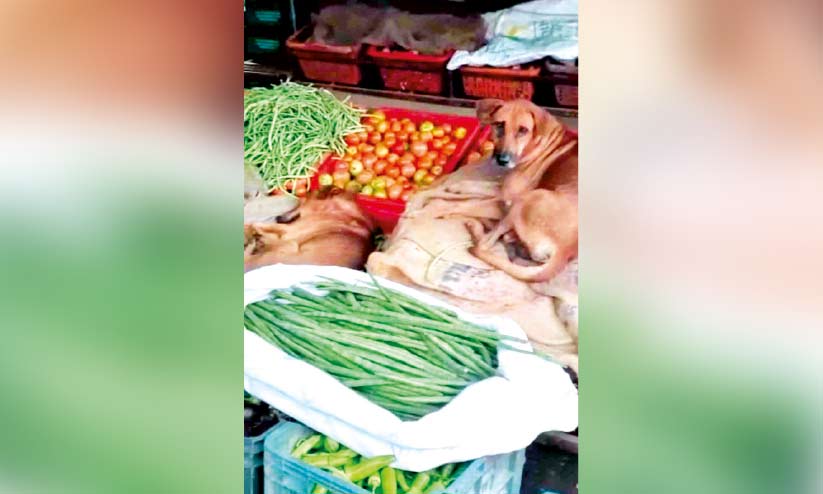 പച്ചക്കറിക്കട കീഴടക്കി തെരുവുനായ്ക്കൾ; കടയടപ്പിച്ച് അധികൃതർ പച്ചക്കറിക്കട കീഴടക്കി തെരുവുനായ്ക്കൾ; കടയടപ്പിച്ച് അധികൃതർ