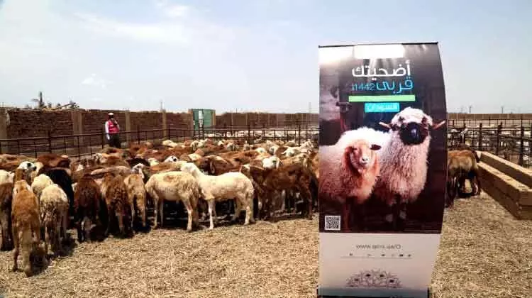 ഖത്തർ റെഡ്ക്രസൻറ് ഉദ്ഹിയ്യത്​: സുഡാനിൽ 4500 കുടുംബങ്ങൾക്ക്​ ആശ്വാസമായി