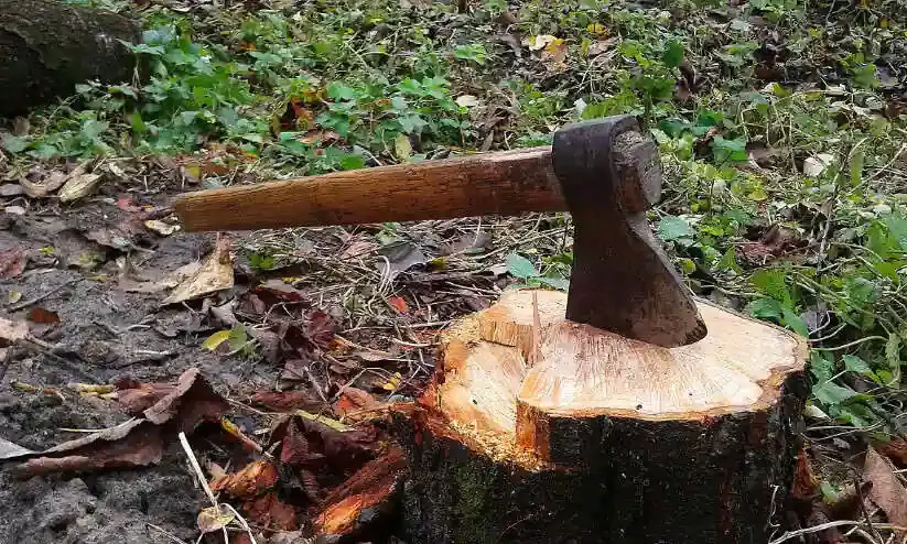 വിവാദ മരംമുറി കേസ്: ആരോപണവിധേയരെ സംരക്ഷിക്കാൻ ചരടുവലി സജീവം വിവാദ മരംമുറി കേസ്: ആരോപണവിധേയരെ സംരക്ഷിക്കാൻ ചരടുവലി സജീവം