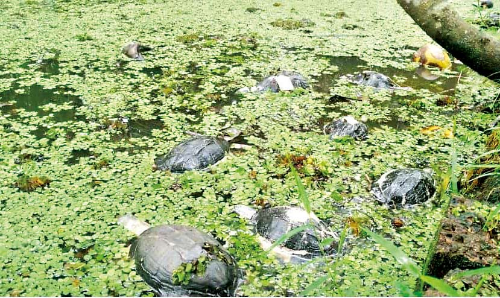 വ​ള്ളി​ക്കു​ന്നി​ല്‍ ആ​മ​ക​ള്‍ കൂ​ട്ട​ത്തോ​ടെ ച​ത്തു​പൊ​ങ്ങി