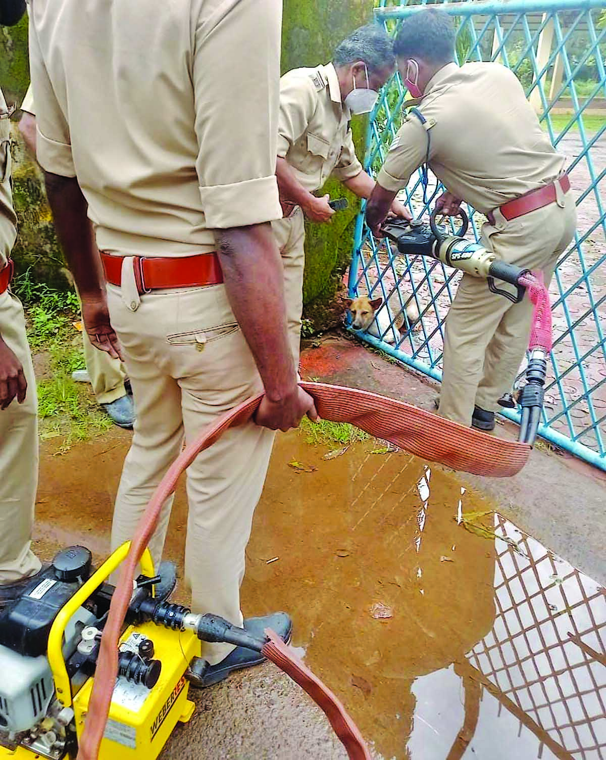 സ്കൂൾഗേറ്റിൽ തല കുടുങ്ങിയ നായ്​ക്ക് അഗ്​നിരക്ഷസേന തുണയായി