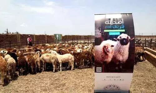 ഖത്തർ റെഡ്ക്രസൻറ് ഉദ്ഹിയ്യത്: സുഡാനിൽ 4500 കുടുംബങ്ങൾക്ക് ആശ്വാസമായി ഖത്തർ റെഡ്ക്രസൻറ് ഉദ്ഹിയ്യത്: സുഡാനിൽ 4500 കുടുംബങ്ങൾക്ക് ആശ്വാസമായി