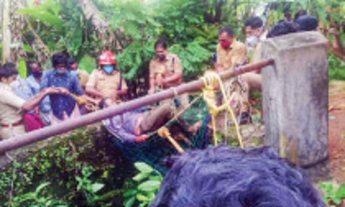 കിണറ്റിൽ വീണ പശുവും രക്ഷിക്കാനിറങ്ങിയ ആളും കുടുങ്ങി; അഗ്​നിരക്ഷ സേന രക്ഷപ്പെടുത്തി