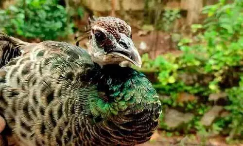 വൈ​ദ്യു​താ​ഘാ​ത​മേ​റ്റു വീ​ണ മ​യി​ലി​ന്​ രക്ഷകരായി നാ​ട്ടു​കാ​ർ