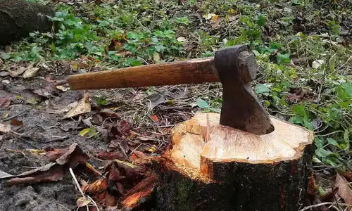 വിവാദ മരംമുറി കേസ്​: ആരോപണവിധേയരെ സംരക്ഷിക്കാൻ ചരടുവലി സജീവം