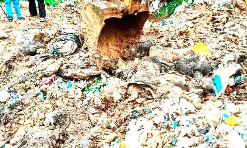 കൊന്ന് കുഴിച്ചുമൂടിയത്; നൂറുകണക്കിന് തെരുവുനായ്ക്കളെ കൊന്ന് കുഴിച്ചുമൂടിയത്; നൂറുകണക്കിന് തെരുവുനായ്ക്കളെ