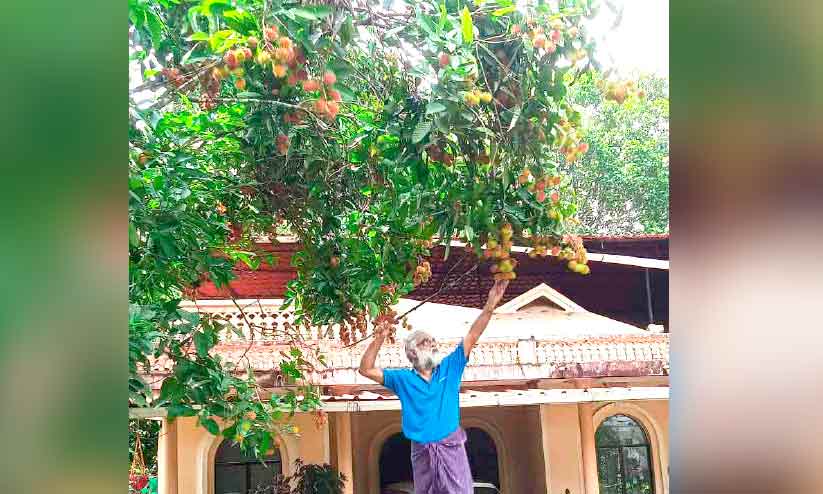 റമ്പൂട്ടാൻ കൃഷിയിൽ സജീവമായി മുന് എം.എല്.എ റമ്പൂട്ടാൻ കൃഷിയിൽ സജീവമായി മുന് എം.എല്.എ