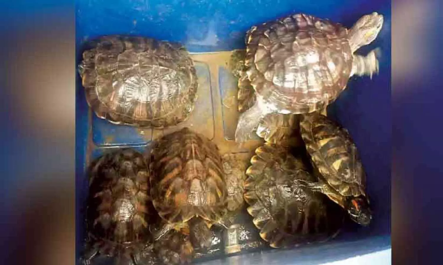 ചെഞ്ചേവിയൻ ആമകളെ വന ഗവേഷണ വിഭാഗത്തിന് കൈമാറി