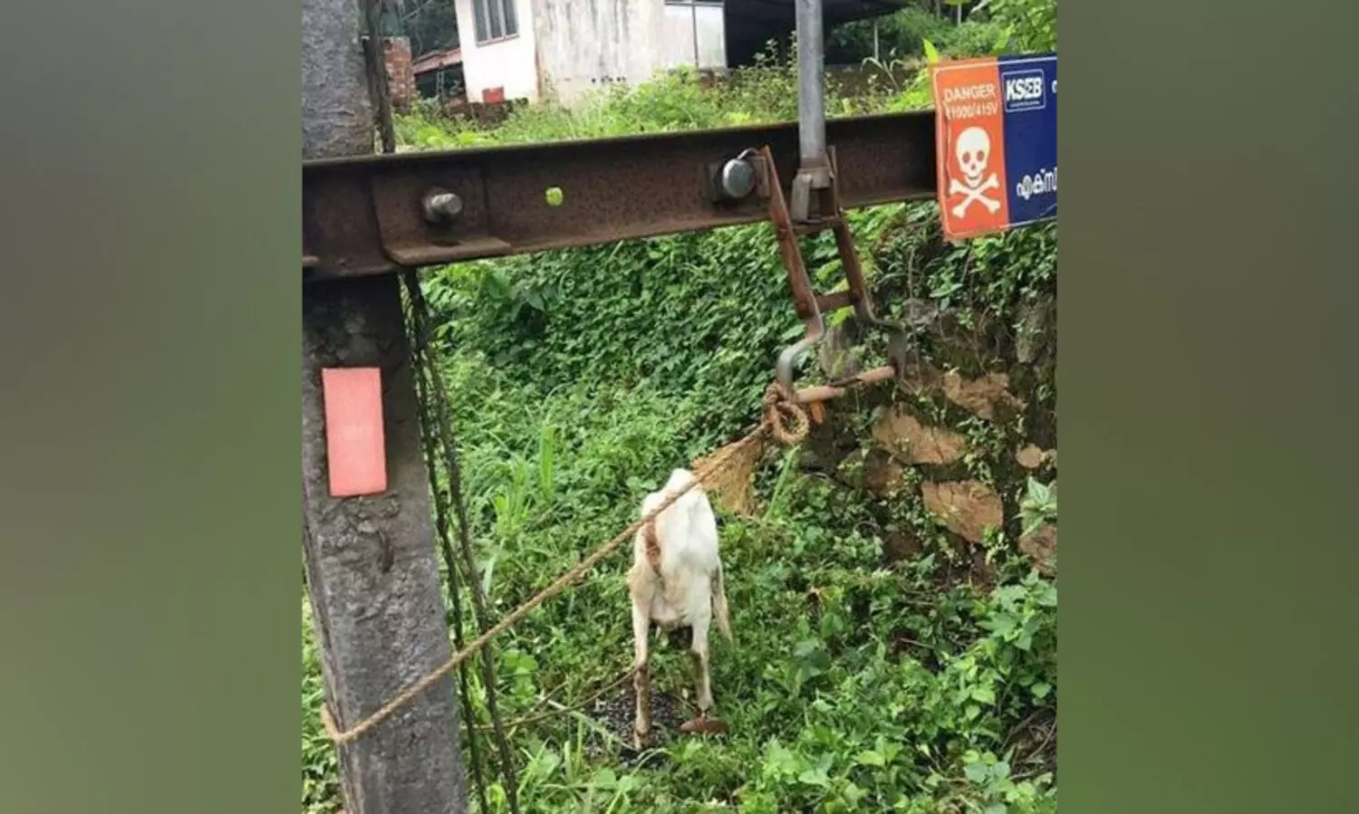 ഇങ്ങനെയൊന്നും ആടിനെ കെട്ടല്ലേ ! ടെൻഷൻ അടിക്കാൻ പോലും സമയം കിട്ടിയെന്ന്​ വരില്ലെന്ന്​ കെ.എസ്​.ഇ.ബി