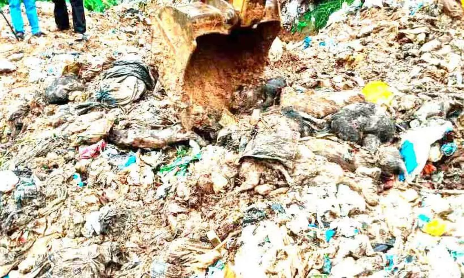 കൊന്ന് കുഴിച്ചുമൂടിയത്; നൂറുകണക്കിന് തെരുവുനായ്ക്കളെ