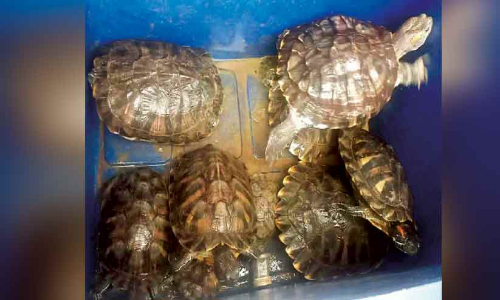 ചെഞ്ചേവിയൻ ആമകളെ വന ഗവേഷണ വിഭാഗത്തിന് കൈമാറി