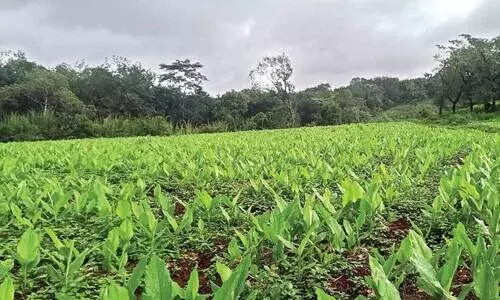 ആറളത്ത്​ 25 ഏക്കറിൽ മഞ്ഞൾപാടം; വിപണനത്തിന്​ റെയ്ഡ്‌കോയുമായി ധാരണ