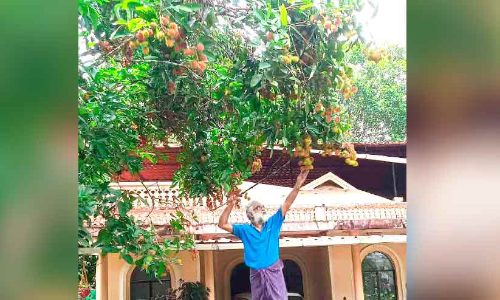 റമ്പൂട്ടാൻ കൃഷിയിൽ സജീവമായി മുന്‍ എം.എല്‍.എ