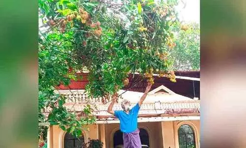 റമ്പൂട്ടാൻ കൃഷിയിൽ സജീവമായി മുന്‍ എം.എല്‍.എ