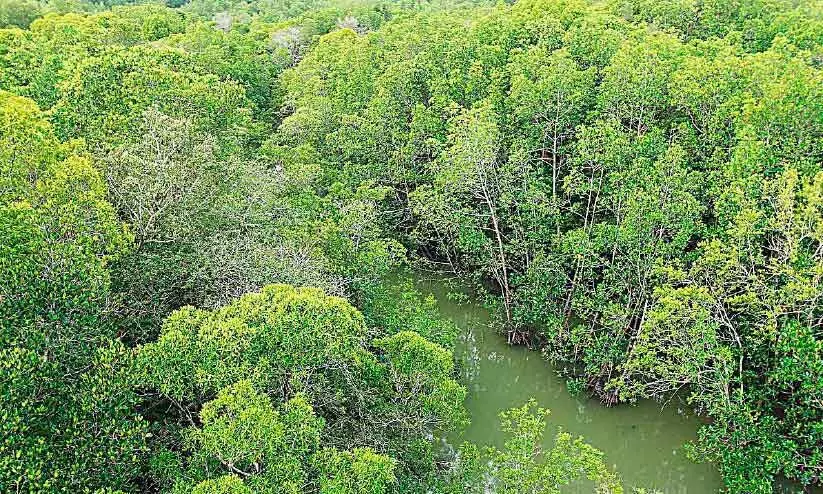 ഇന്ന് ലോക കണ്ടൽ ദിനം: മറക്കരുത്, കാവലാണ് കണ്ടൽ ഇന്ന് ലോക കണ്ടൽ ദിനം: മറക്കരുത്, കാവലാണ് കണ്ടൽ