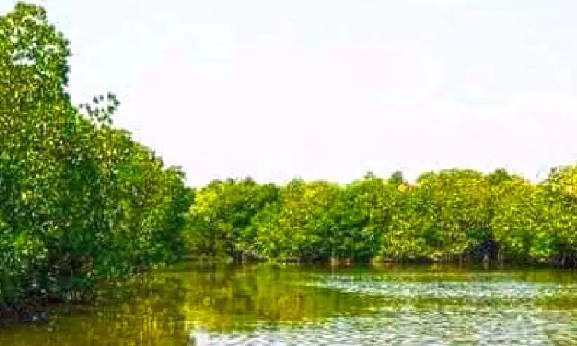 കുഞ്ഞിമംഗലത്തി​‍െൻറ കരുതലിന് നാട്ടുനന്മയുടെ ഹരിത ശോഭ