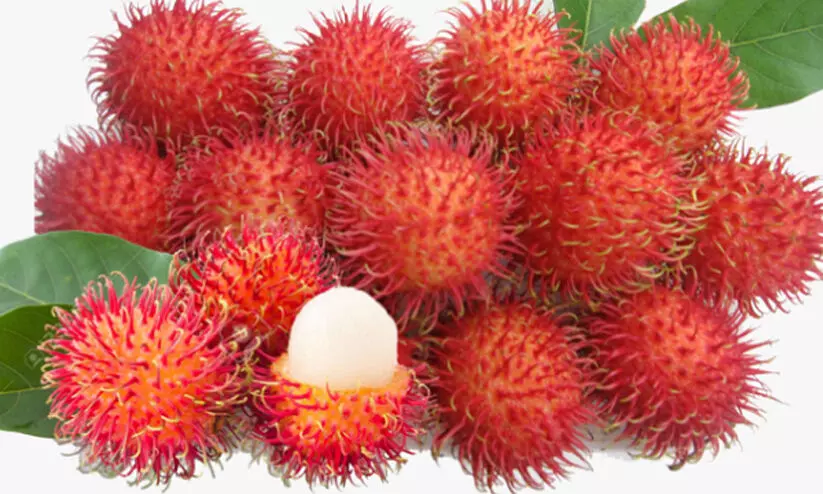 വിപണി ലഭിക്കാതെ റംബൂട്ടാൻ കർഷകർ എന്തൂട്ട് ചെയ്യാനാ വിപണി ലഭിക്കാതെ റംബൂട്ടാൻ കർഷകർ എന്തൂട്ട് ചെയ്യാനാ