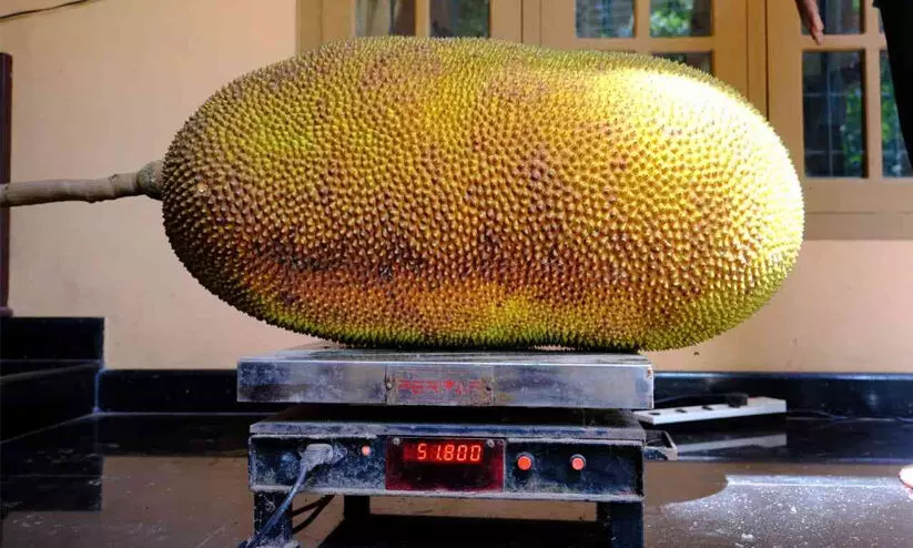 ഈ ഭീമൻ ചക്കയുടെ ഭാരം 52 കിലോ!