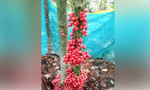 മൂട്ടിപഴത്തി​െൻറ രുചി തേടി ആളുകള്‍ കാടുകയറുന്നു