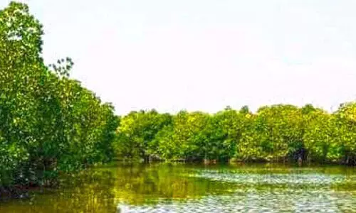 കുഞ്ഞിമംഗലത്തി​‍െൻറ കരുതലിന് നാട്ടുനന്മയുടെ ഹരിത ശോഭ