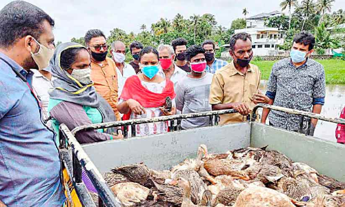 പാടത്ത് താറാവുകൾ കൂട്ടത്തോടെ ചത്തൊടുങ്ങി, ഒ​രു​മാ​സ​ത്തി​നി​ടെ  നാ​ലു​ദി​വ​സ​ങ്ങ​ളി​ലായാണ്​ സംഭവം
