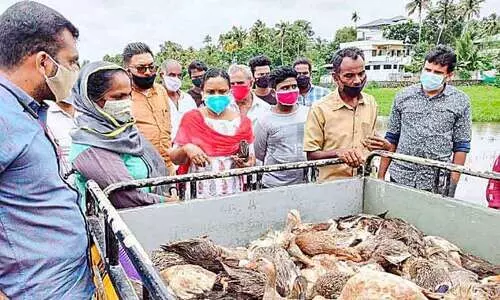 പാടത്ത് താറാവുകൾ കൂട്ടത്തോടെ ചത്തൊടുങ്ങി, ഒ​രു​മാ​സ​ത്തി​നി​ടെ  നാ​ലു​ദി​വ​സ​ങ്ങ​ളി​ലായാണ്​ സംഭവം