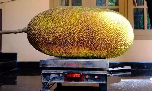 ഈ ഭീമൻ ചക്കയുടെ ഭാരം 52 കിലോ!