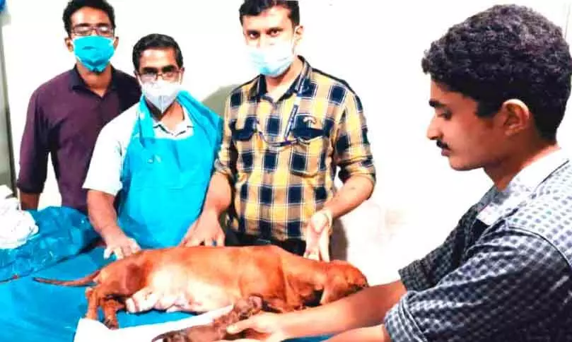 മൃഗസംരക്ഷണ ഉദ്യോഗസ്ഥരുടെ കരങ്ങളില്‍ നായക്ക്​ രണ്ടാം ജന്മം
