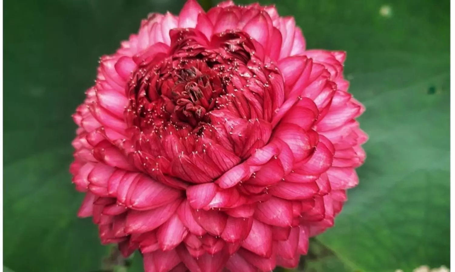 thousand petal lotus