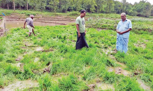 ആ​​ലൂ​​ർ​​ക്കു​​ന്നി​​ൽ കാ​​ട്ടാ​​ന​​ക​​ൾ നെ​​ൽ​​കൃ​​ഷി ന​​ശി​​പ്പി​​ച്ചു