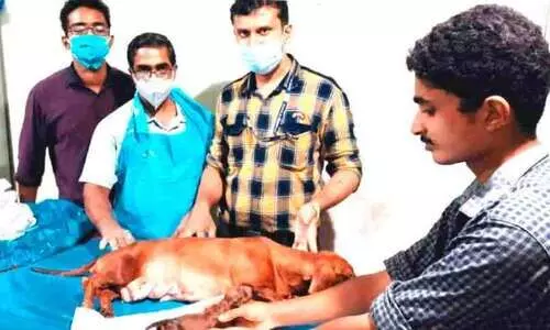 മൃഗസംരക്ഷണ ഉദ്യോഗസ്ഥരുടെ കരങ്ങളില്‍ നായക്ക്​ രണ്ടാം ജന്മം