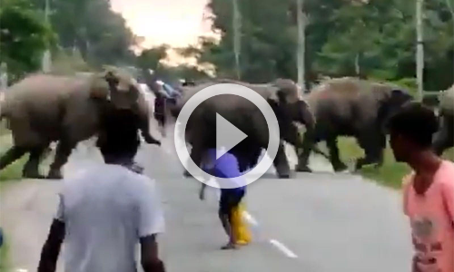 റോഡ് മുറിച്ചു കടക്കുന്നതിനിടെ ശല്യം ചെയ്തു; യുവാവിനെ ആന ചവിട്ടിക്കൊന്നു