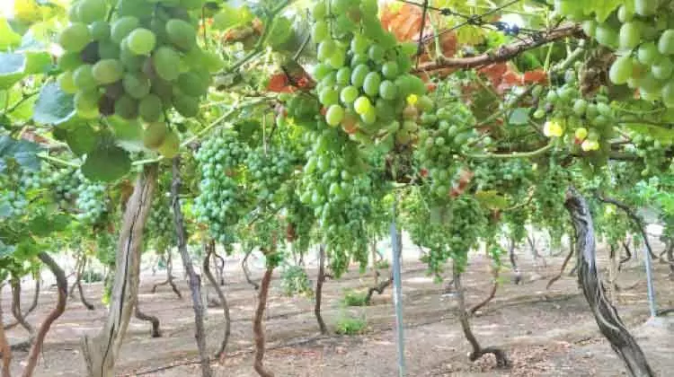 കുടുംബത്തോടൊപ്പം രുചിനുണയാം: അൽ ഖസീമിൽ തേനൂറും മുന്തിരിക്കാലം കുടുംബത്തോടൊപ്പം രുചിനുണയാം: അൽ ഖസീമിൽ തേനൂറും മുന്തിരിക്കാലം