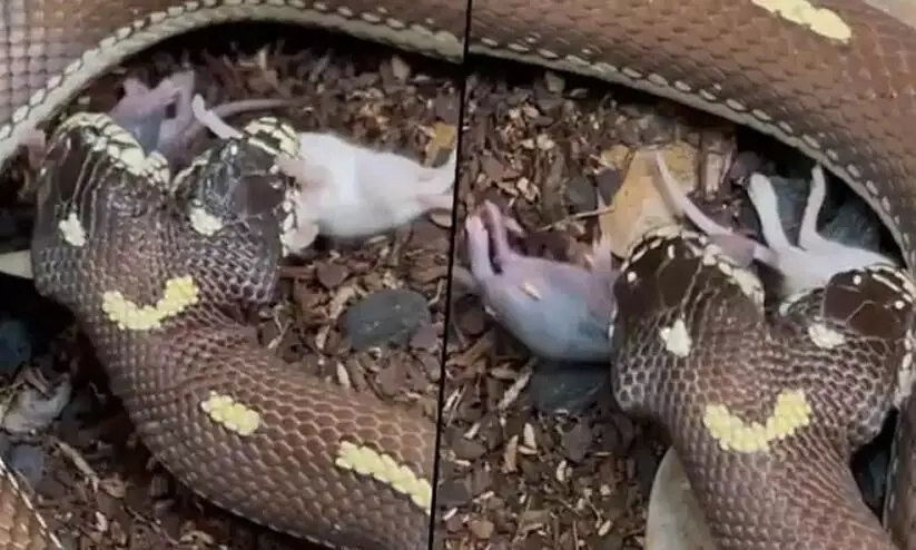 Two-Headed Snake Swallows Two Mice Simultaneously viral video
