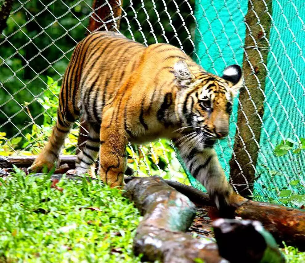 കടുവ ദിനത്തിൽ കാട്ടിലേക്ക് വേട്ടയ്ക്കിറങ്ങി മംഗള 