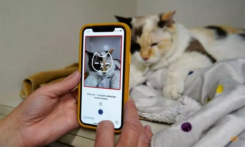 പൂച്ചയുടെ സന്തോഷവും ദുഃഖവും അറിയാം; ആപ്പുമായി കനേഡിയൻ ഡെവലപ്പർമാർ