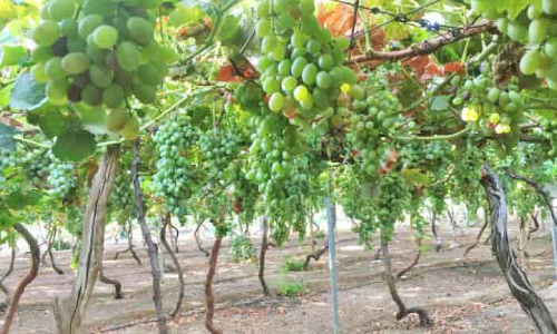 കു​ടും​ബ​ത്തോ​ടൊ​പ്പം രു​ചി​നു​ണ​യാം: അൽ ഖസീമിൽ തേനൂറും മുന്തിരിക്കാലം