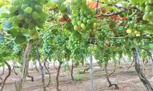 കു​ടും​ബ​ത്തോ​ടൊ​പ്പം രു​ചി​നു​ണ​യാം: അൽ ഖസീമിൽ തേനൂറും മുന്തിരിക്കാലം