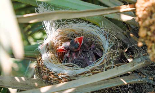 ചൂ​ട്​ സ​ഹി​ക്കാ​നാ​വു​ന്നി​ല്ല; പ​ക്ഷി​ക​ൾ ച​ത്തു​വീ​ഴു​ന്നു